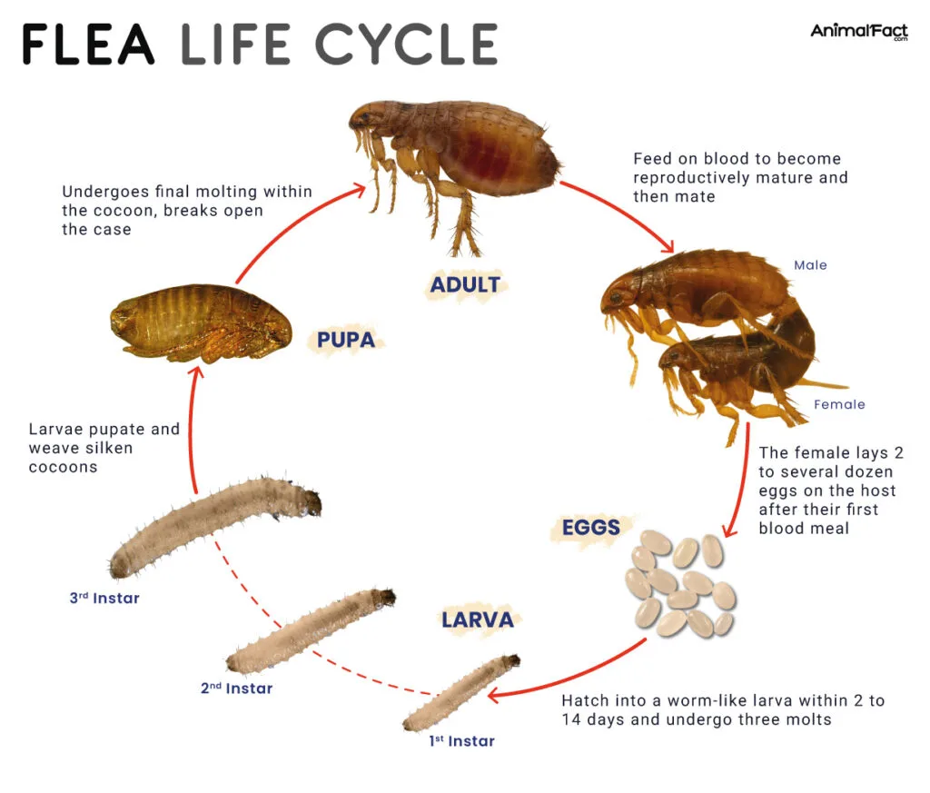 flea life cycle