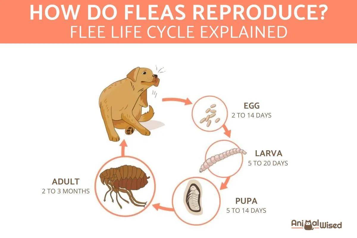 flea life cycle treatment home
