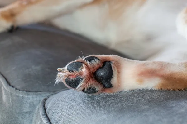 how can i help my dog with allergies