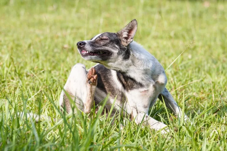 how do you know if your dog has allergies