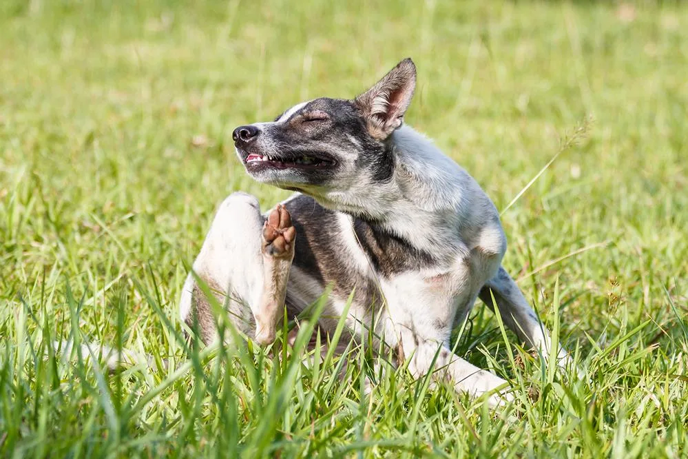 how do you know if your dog has allergies