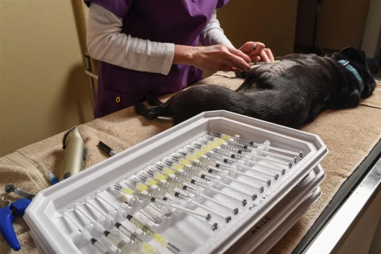 how do you test a dog for allergies