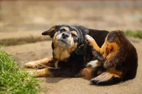 how long after switching dog food will allergies go away