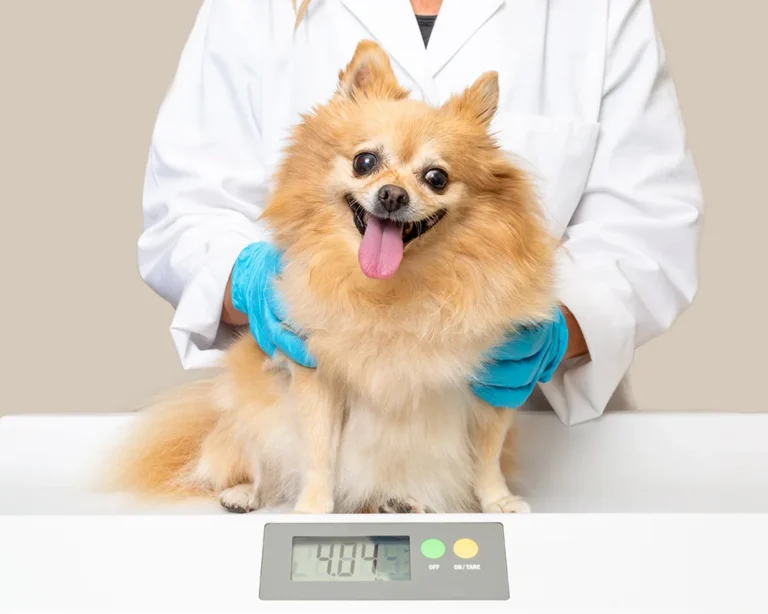how much allergy med to give dog