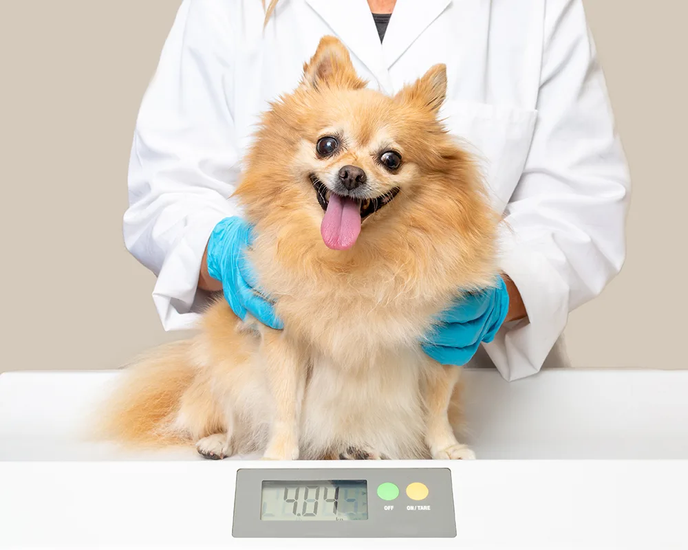 how much allergy med to give dog