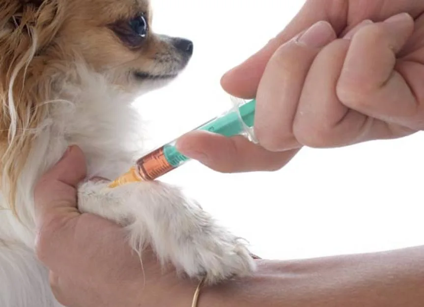 how much are dog allergy shots