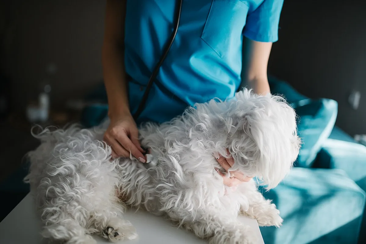 how much benadryl do i give my dog for allergies