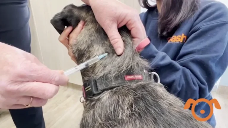how much do allergy shots cost for dogs