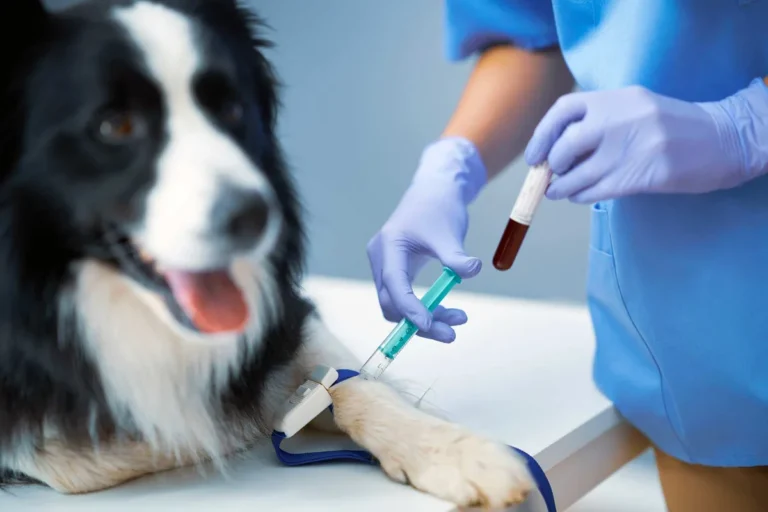 how much does a dog allergy test cost