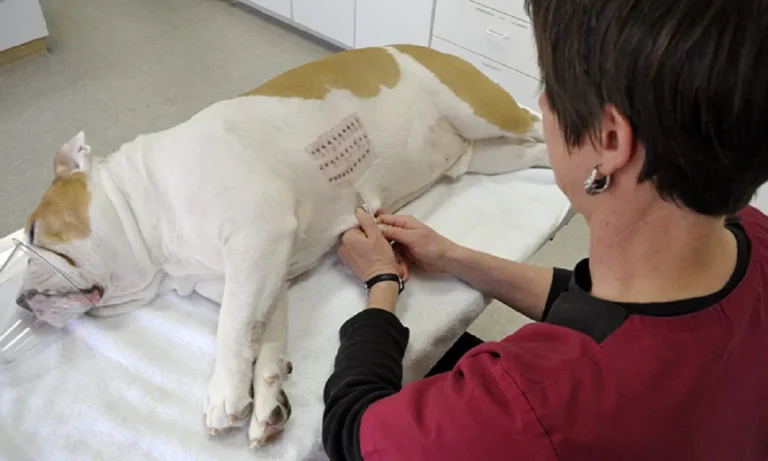how much does allergy testing cost for dogs