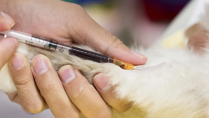how much is a dog allergy test