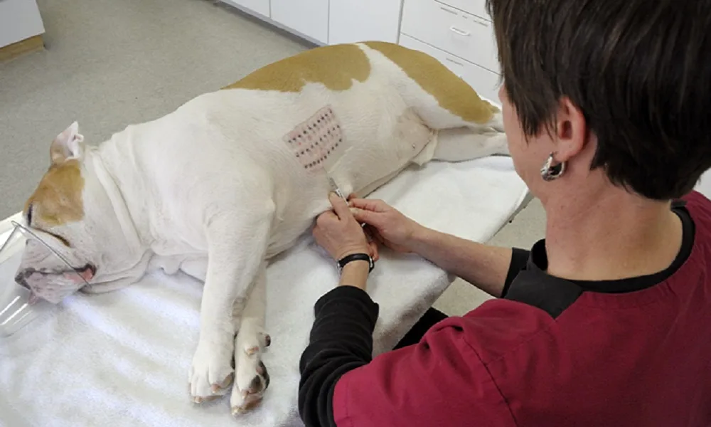 how much is allergy testing for dogs