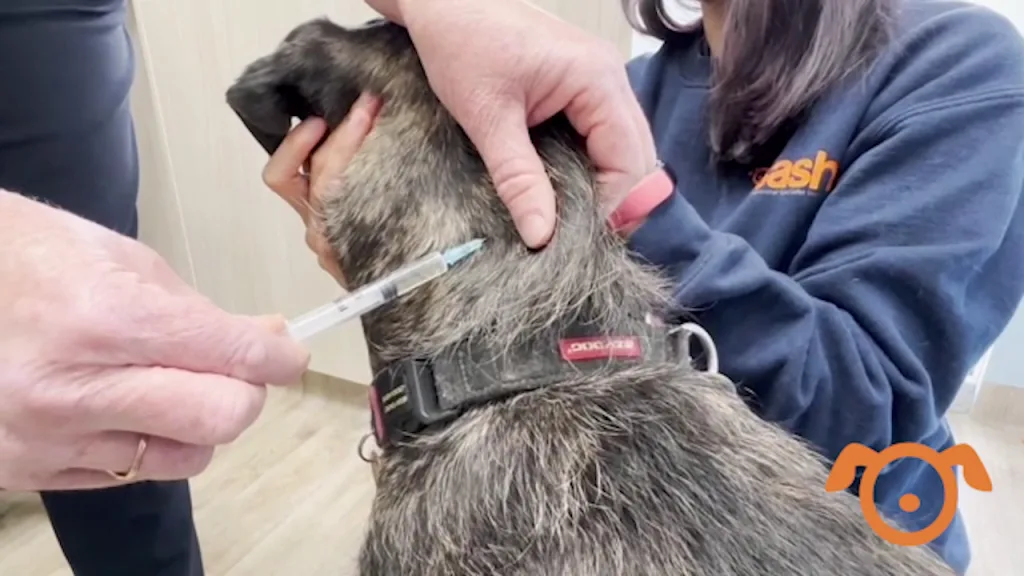 how much is an allergy shot for a dog
