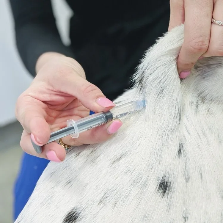 how much is an allergy shot for dogs