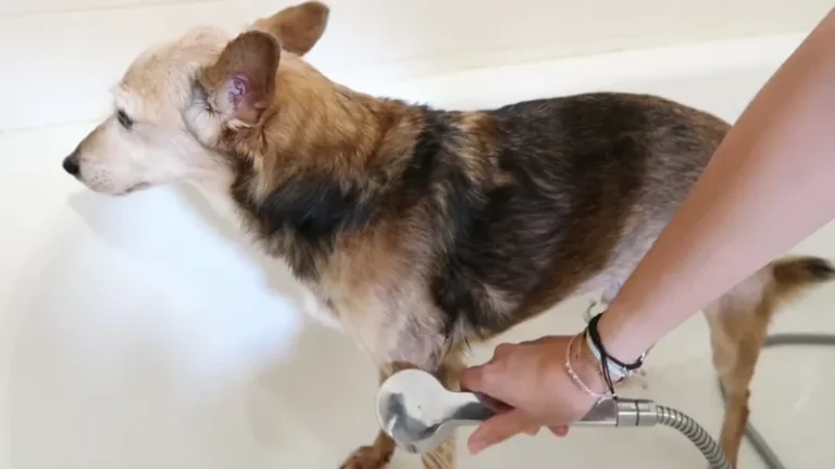 how often should i bathe my dog with skin allergies