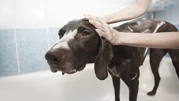 how often should you bathe a dog with skin allergies