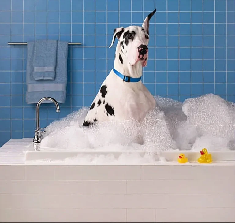 how often to bathe dog with allergies