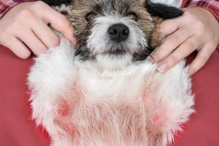 how to get rid of allergies in dogs