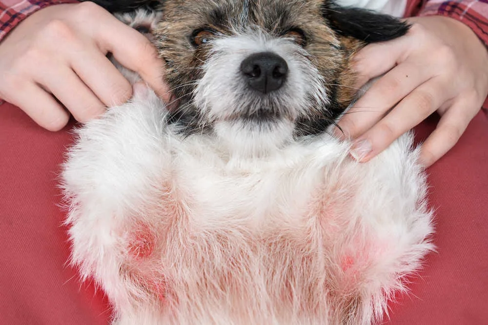 how to get rid of allergies in dogs