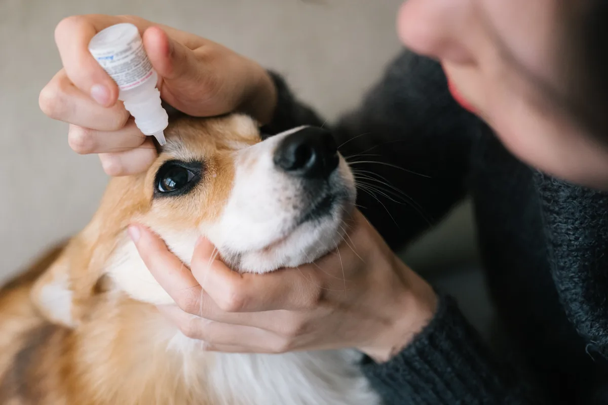 how to give a dog eye drops