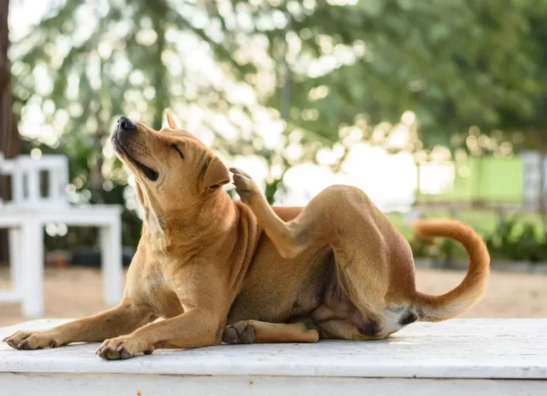 how to help dog allergies at home
