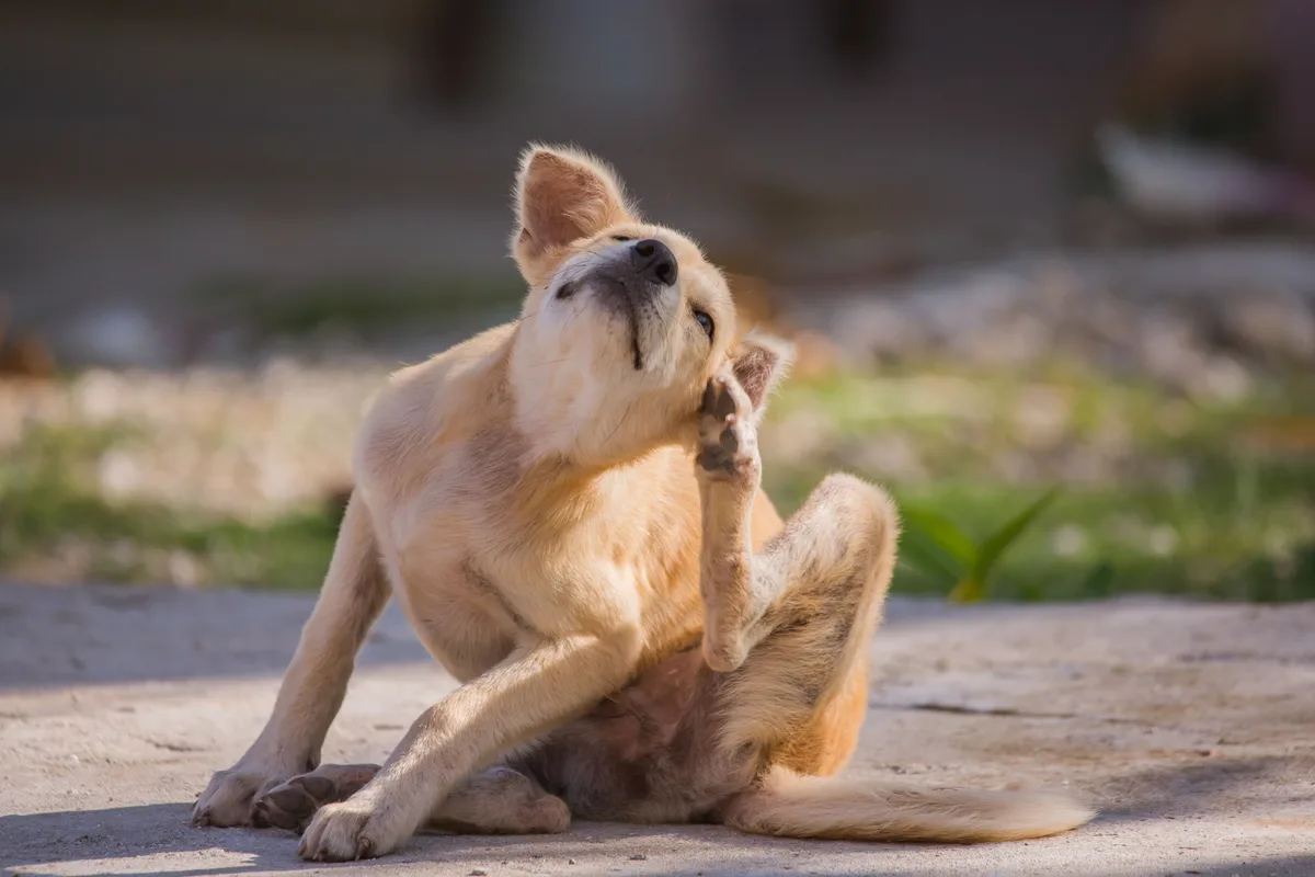how to help dog allergies