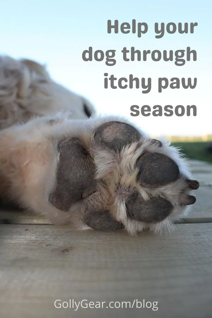 how to help dogs with seasonal allergies