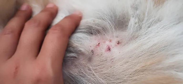 how to help dogs with skin allergies