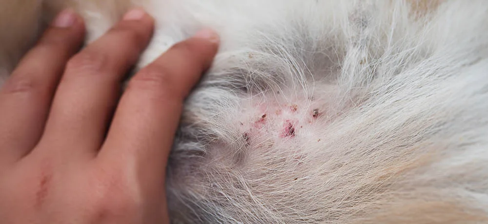 how to help dogs with skin allergies