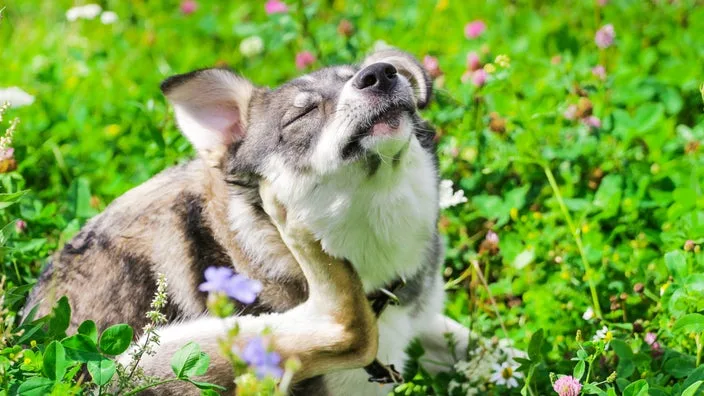 how to help my dog with seasonal allergies