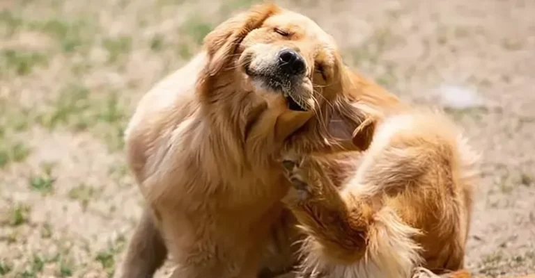how to tell if my dog has allergies