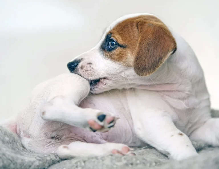 how to tell if your dog has food allergies