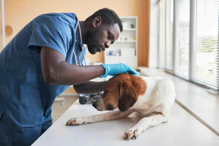 how to test for food allergies in dogs