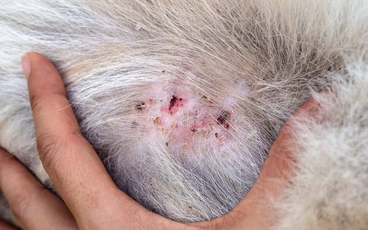how to treat a dog's skin allergies