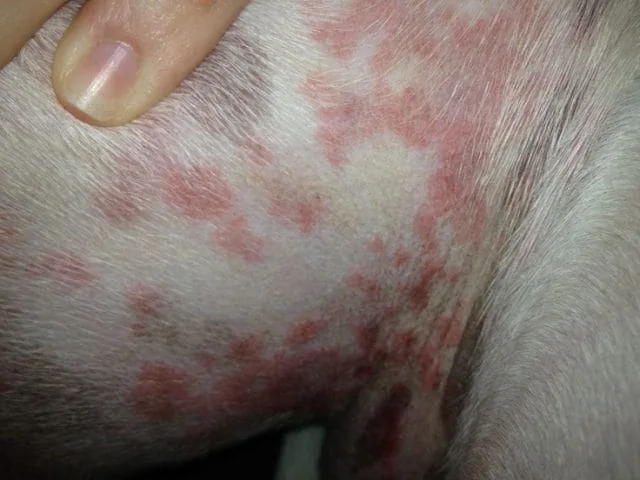 how to treat allergy bumps on dogs