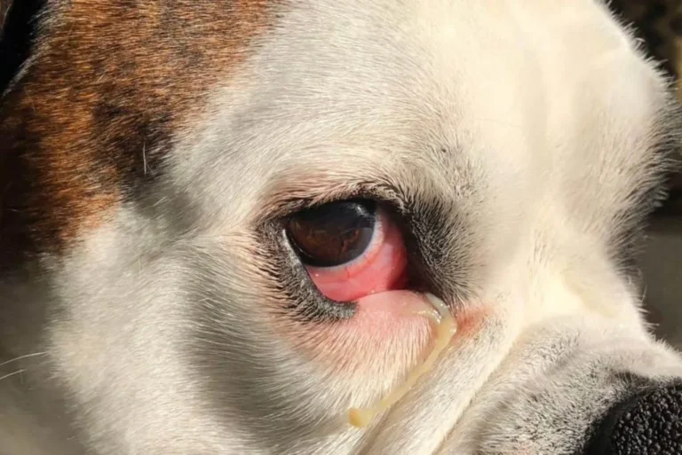 how to treat dog eye allergies