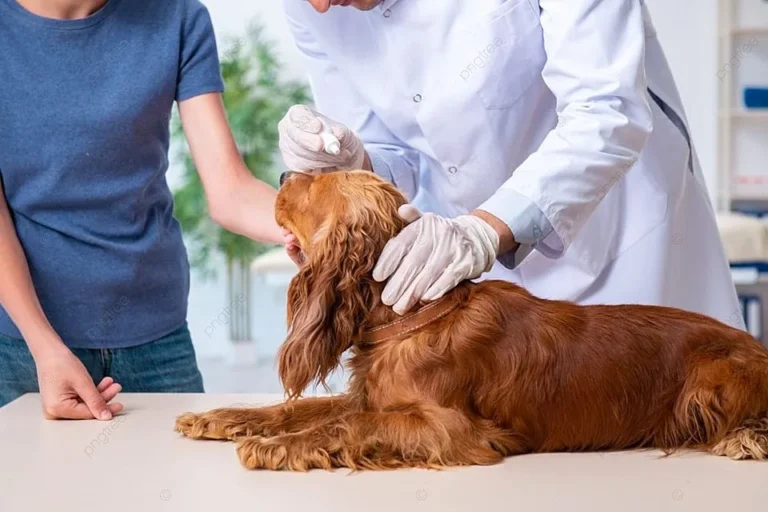 how to treat dog seasonal allergies
