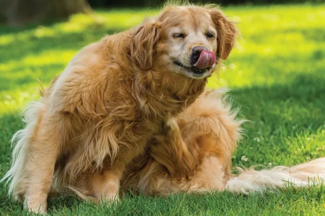 how to treat environmental allergies in dogs naturally