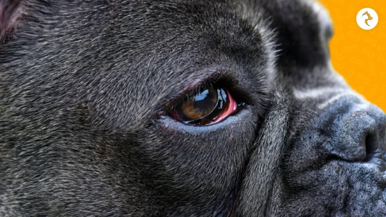 how to treat eye allergies in dogs