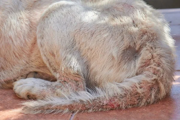 how to treat flea allergy dermatitis in dogs at home