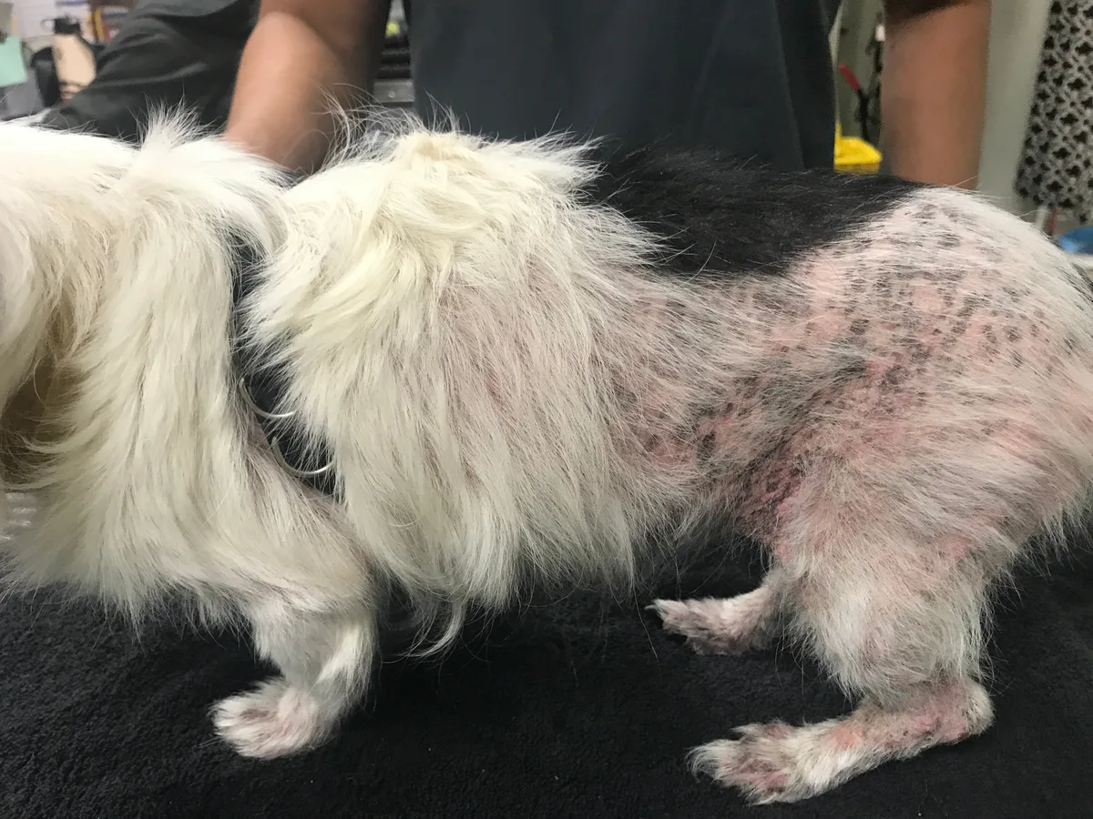 how to treat flea allergy dermatitis in dogs