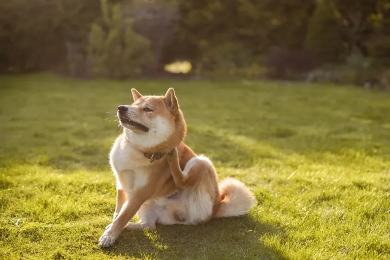 how to treat grass allergies in dogs