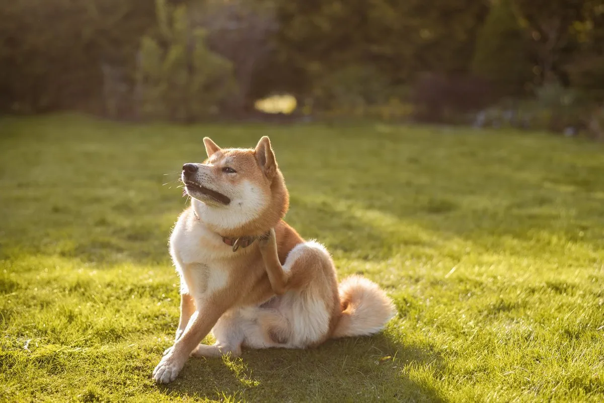 how to treat grass allergies in dogs