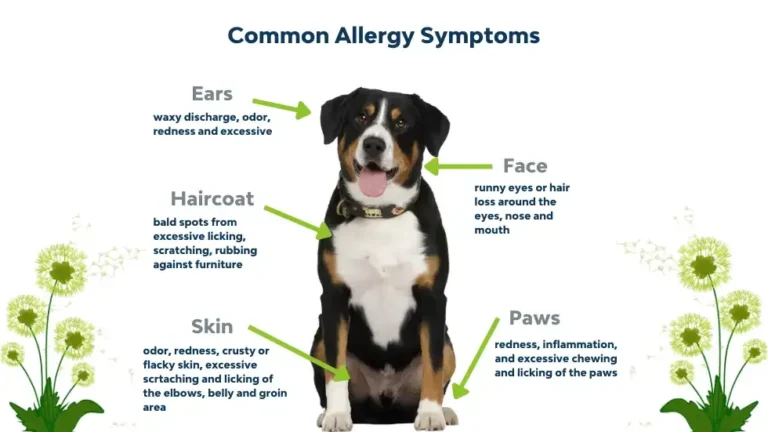how to treat seasonal allergies in dogs