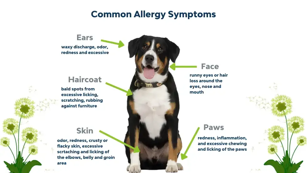 how to treat seasonal allergies in dogs