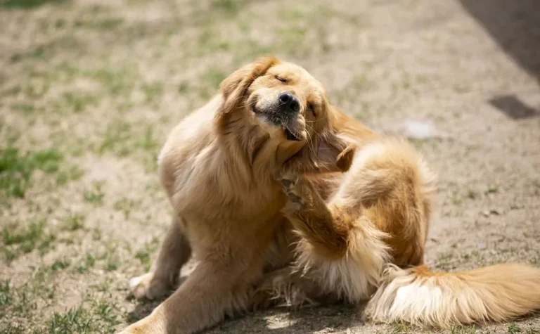 how to treat seasonal allergy in dogs