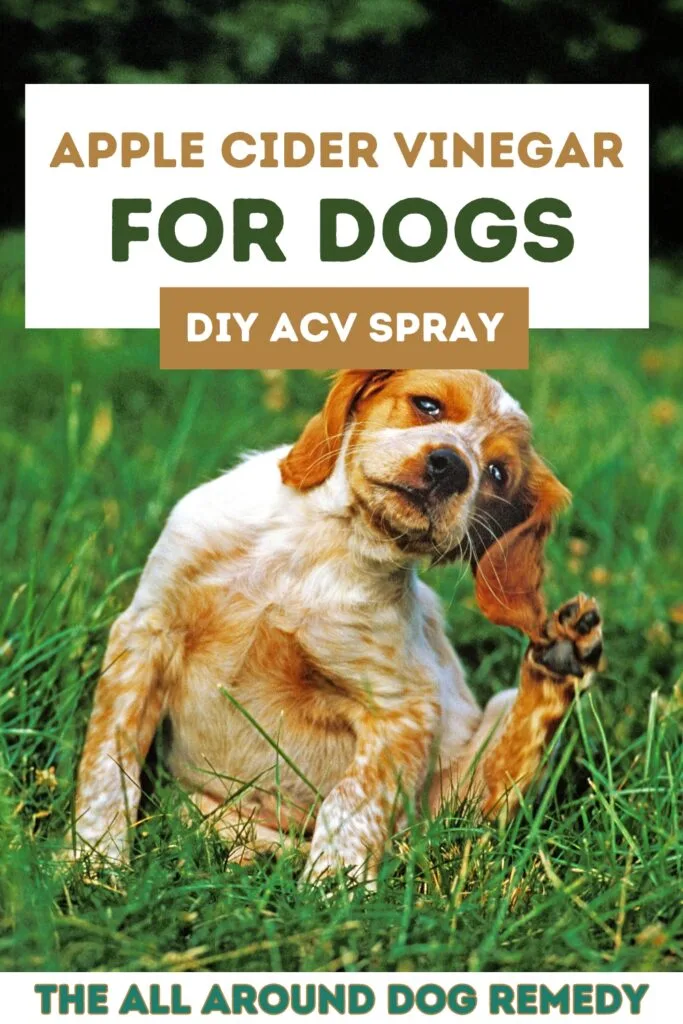 how to use apple cider vinegar for dog skin allergies