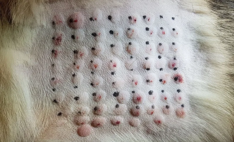 intradermal skin test for dog allergies