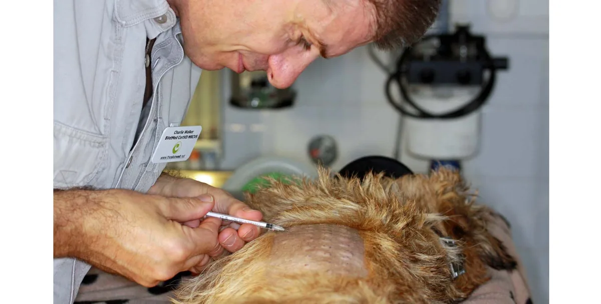 intradermal skin testing for dogs