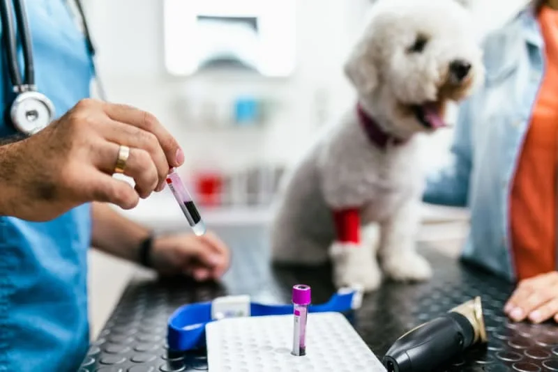intradermal skin testing vs serum ige blood tests